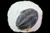 Hollardops Trilobite - Great Eye Facets #67889-1
